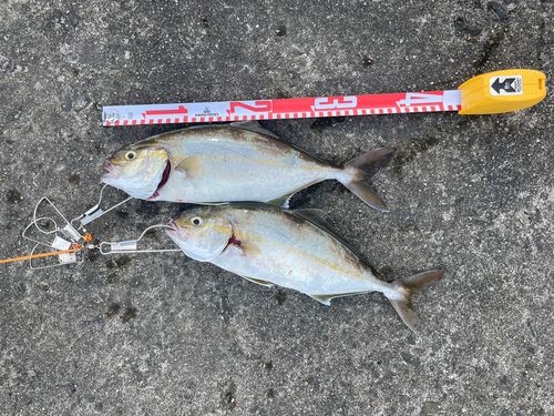 ショゴの釣果