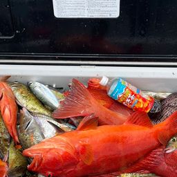 アカジンミーバイ