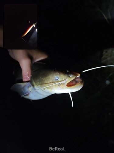 ニホンナマズの釣果