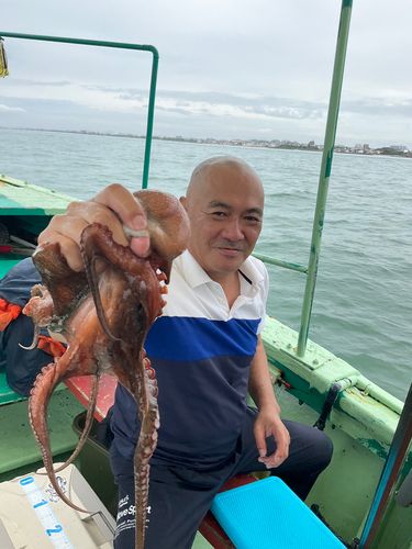 タコの釣果