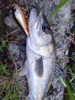サゴシの釣果