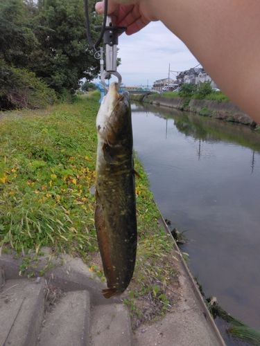 ナマズの釣果