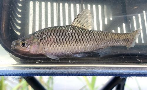 モツゴの釣果