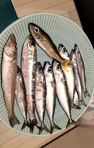 シロギスの釣果