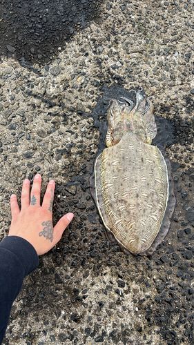 モンゴウイカの釣果