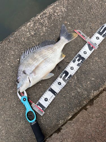 キビレの釣果