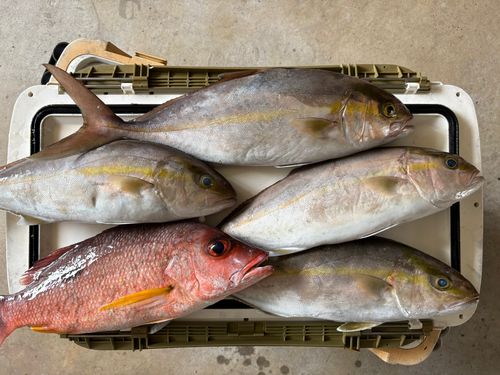 ネリゴの釣果
