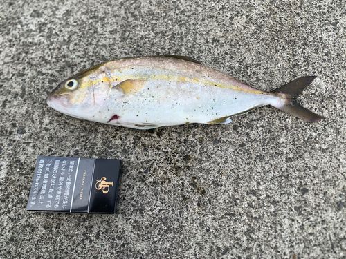 ショゴの釣果