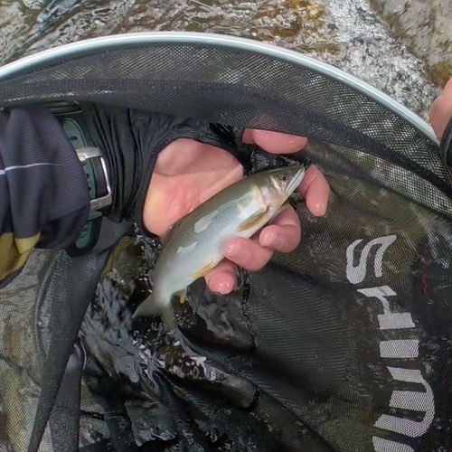 アユの釣果