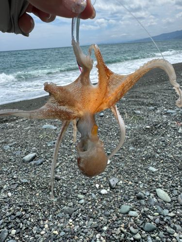 イイダコの釣果