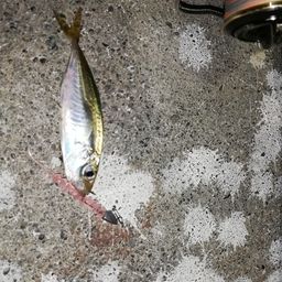 アジ