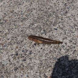 アカオビシマハゼ