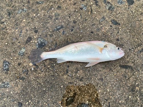 イシモチの釣果