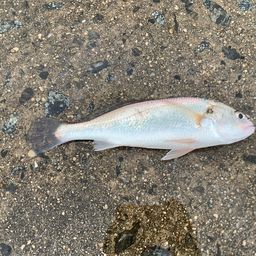 イシモチ
