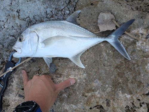 ロウニンアジの釣果