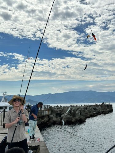 ゴマサバの釣果