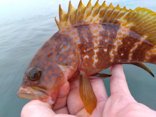 キジハタの釣果