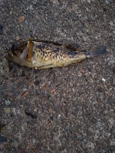 クロソイの釣果