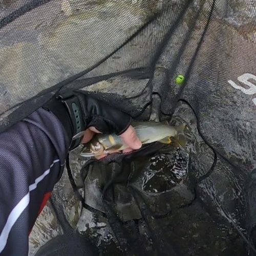 アユの釣果