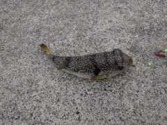 フグの釣果