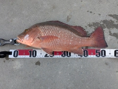 ゴマフエダイの釣果
