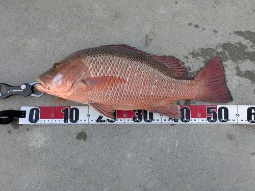 ゴマフエダイの釣果