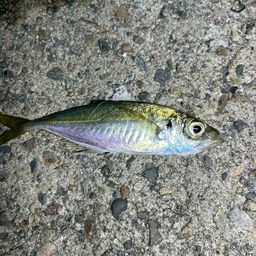 アジ