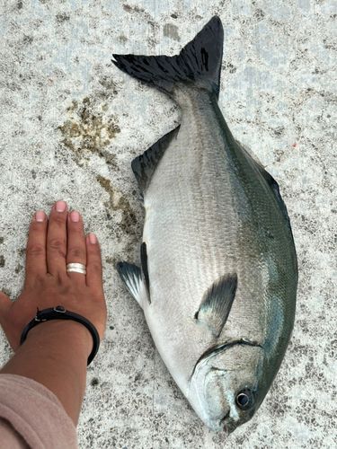 イスズミの釣果