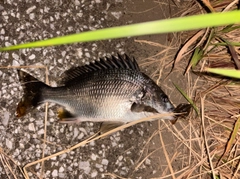 キビレの釣果