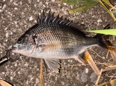 キビレの釣果