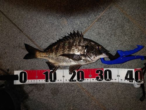 クロダイの釣果