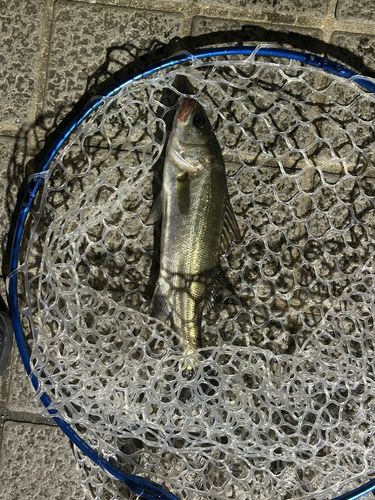 スズキの釣果