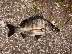 クロダイの釣果