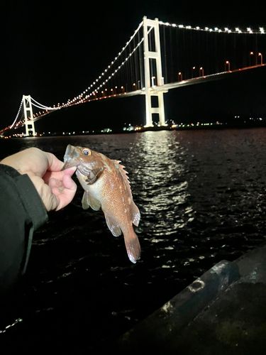 エゾメバルの釣果