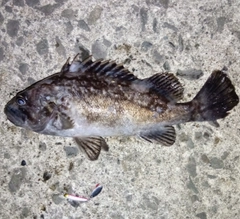 クロソイの釣果