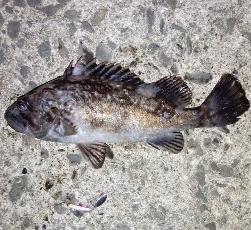 クロソイの釣果