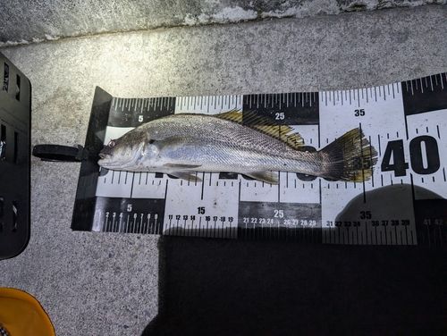 イシモチ