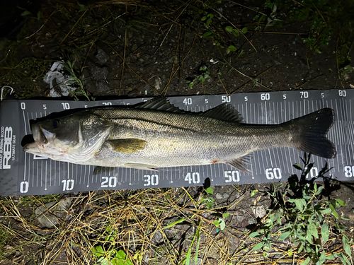 シーバスの釣果