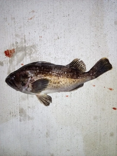 クロソイの釣果