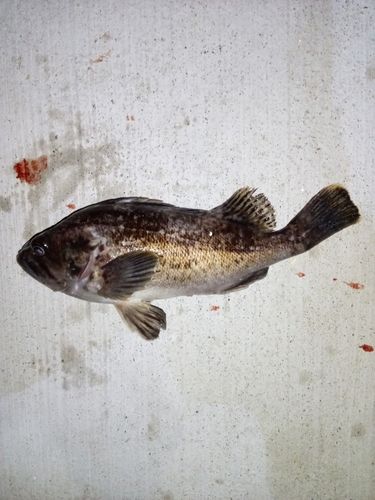 クロソイの釣果