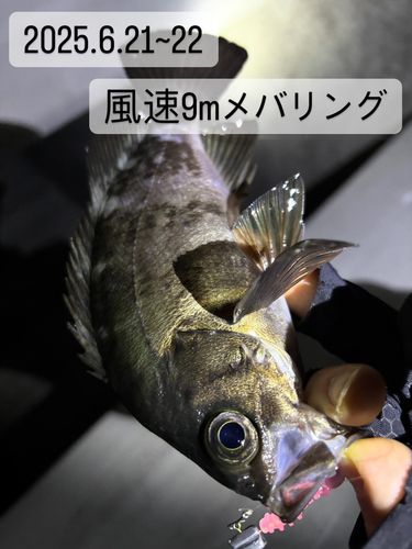 メバルの釣果