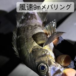 メバル