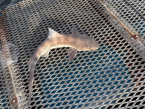 ドチザメの釣果