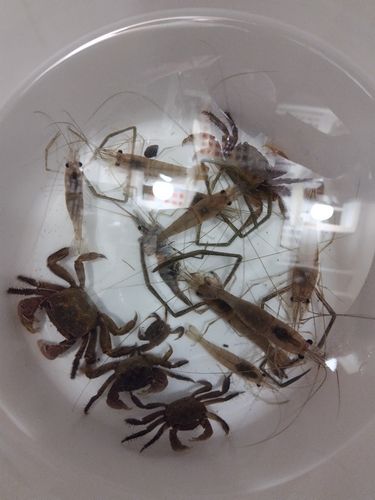 テナガエビの釣果