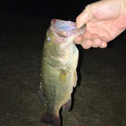 ラージマウスバス