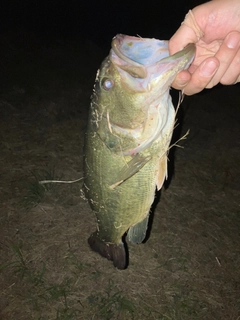 ラージマウスバスの釣果