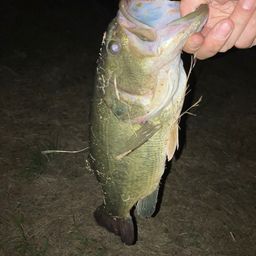 ラージマウスバス