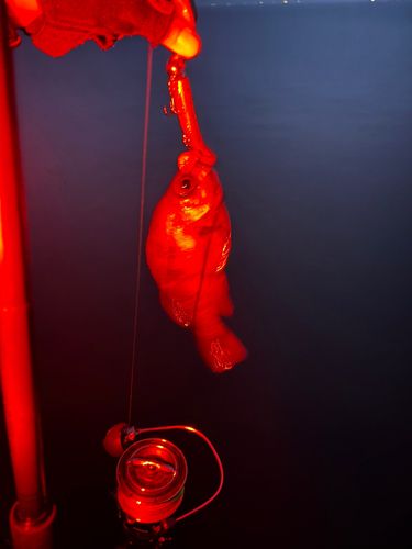 シロメバルの釣果
