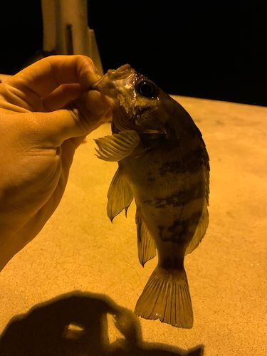 シロメバルの釣果