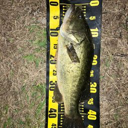 ラージマウスバス